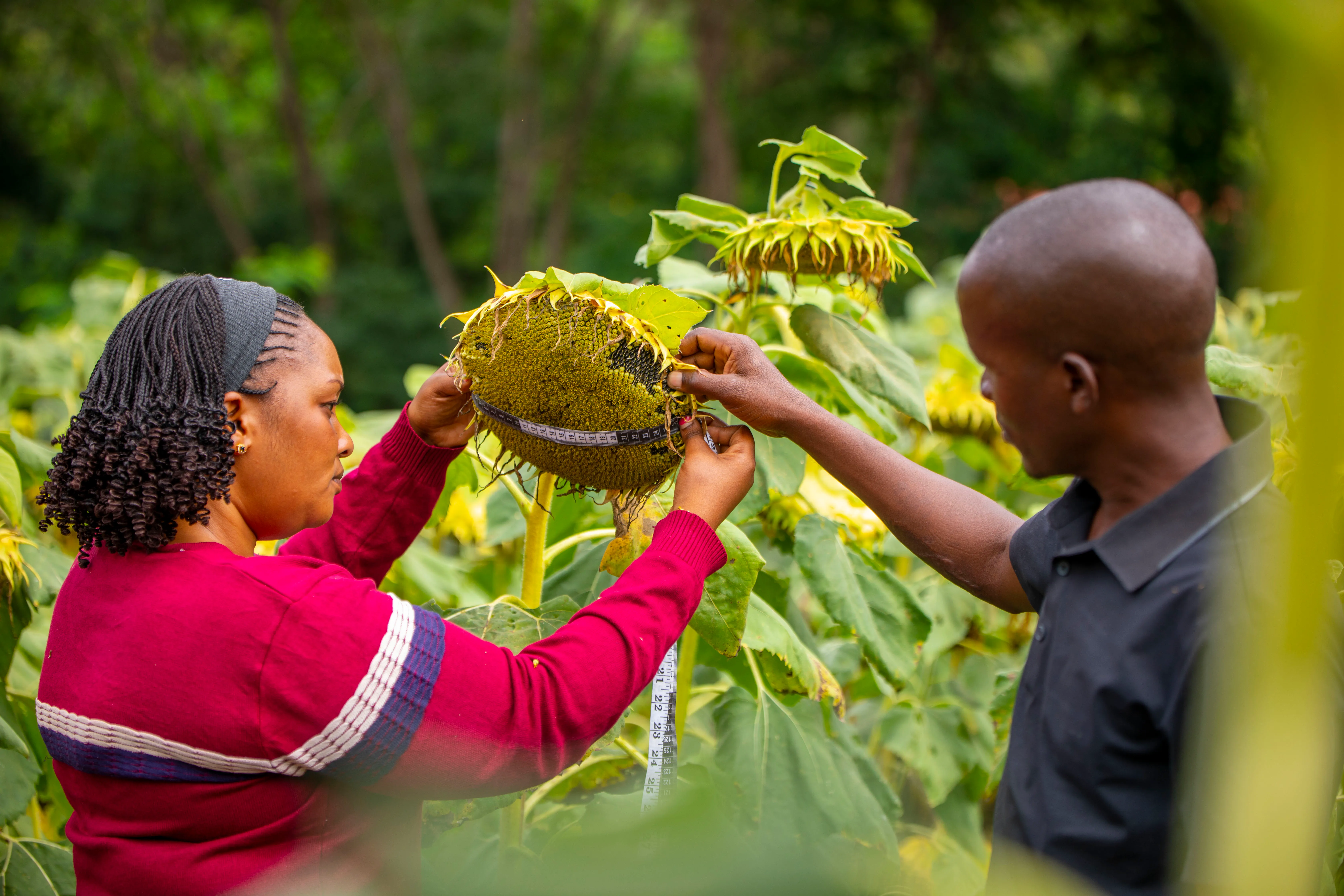 Field officers measuring the diameter of a sunflower head