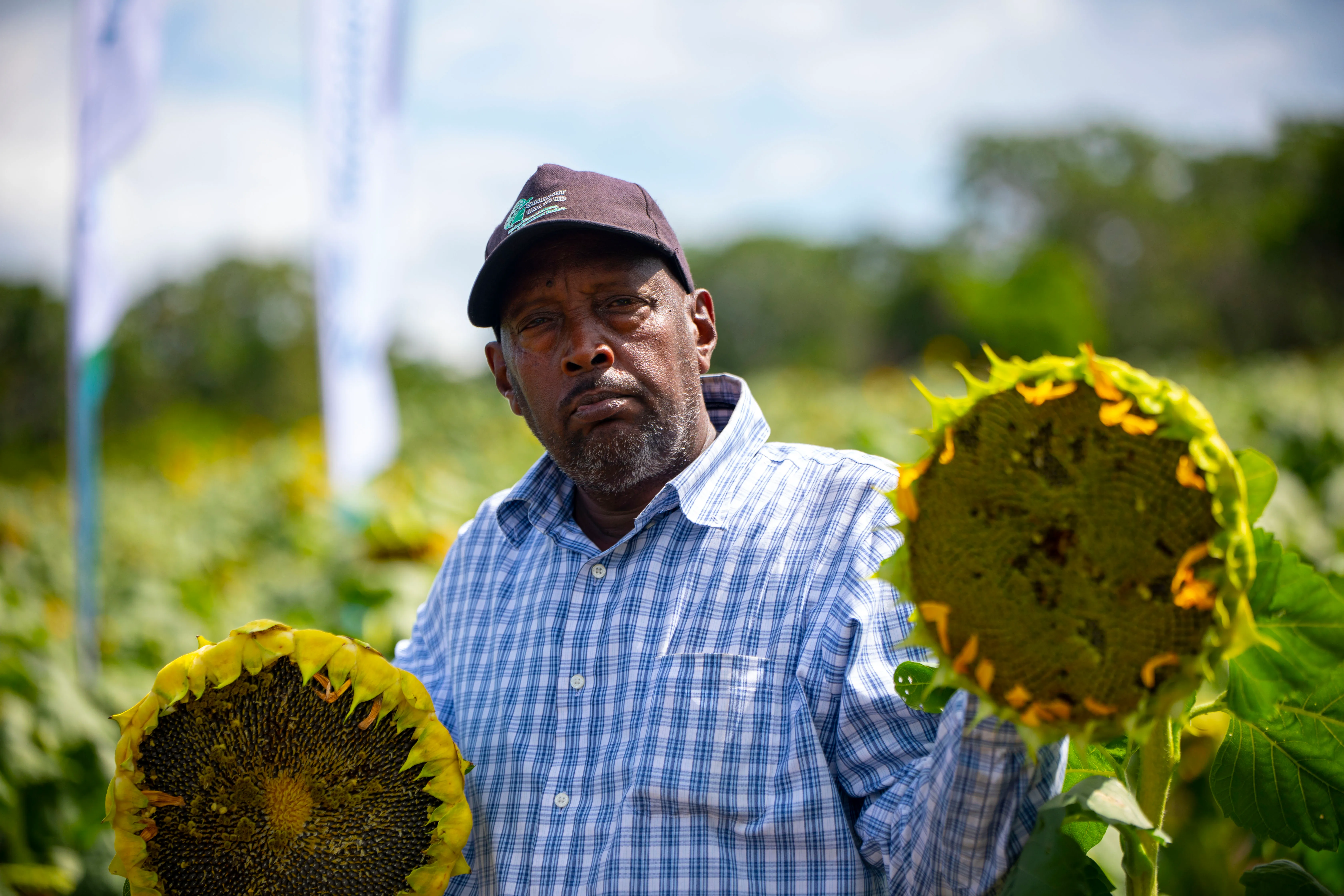 A farmer holding two seed-filled sunflower heads at a Betaren demonstration plot