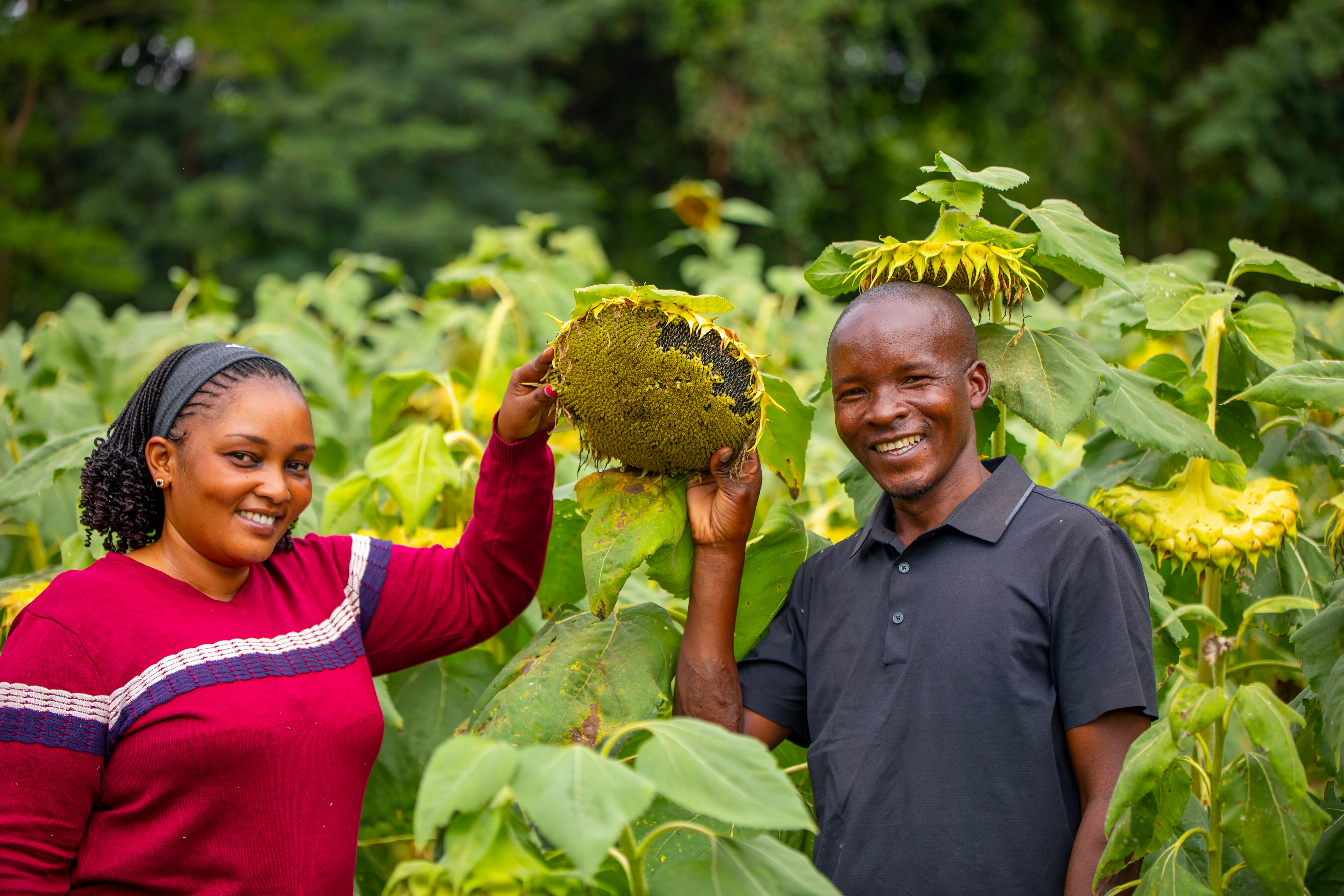 Sunflower crop grown from Betaren hybrids at a demonstration plot in Tanzania