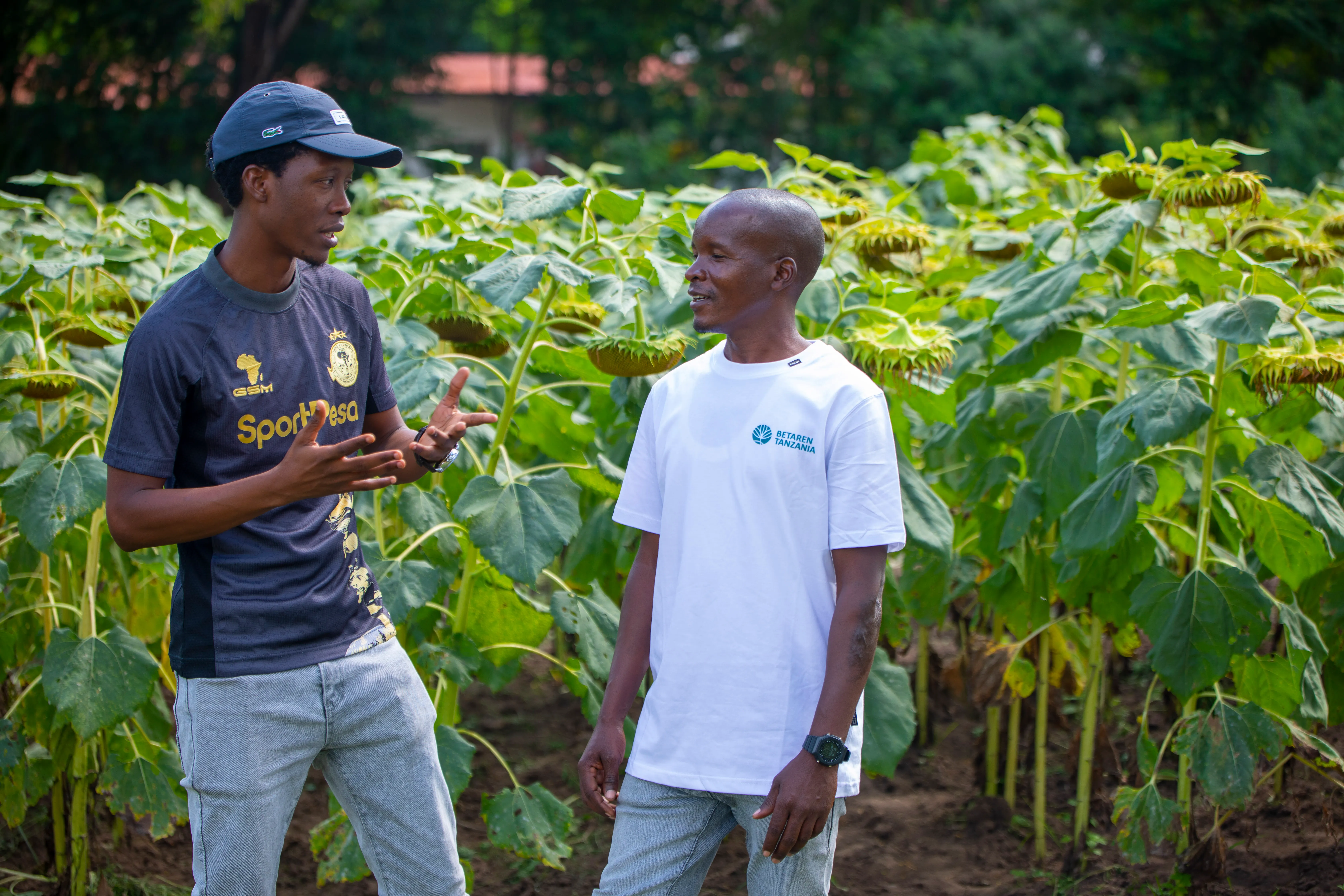 Betaren agronomist consulting a farmer in a sunflower field