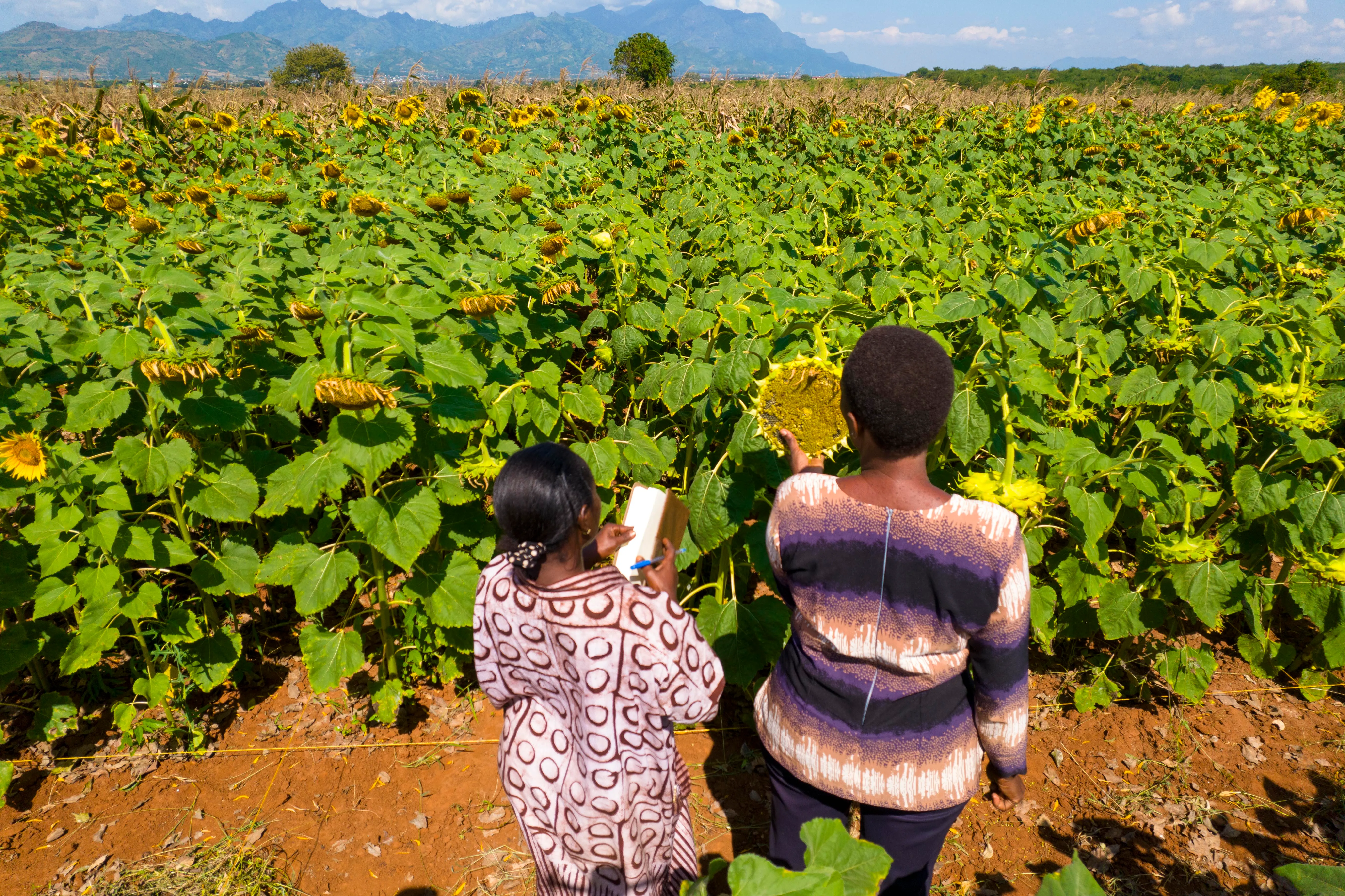 Two Betaren field officers assessing a sunflower crop in Tanzania